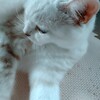 我が家のアイドル「猫🐾写真集ฅ•ω•ฅその１」