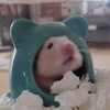 ハムスターくりちゃん陶器ハウスでスヤスヤ