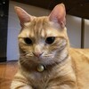 猫の話。