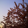 桜花賞の日
