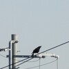 窓から探すカラスの姿