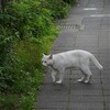 残暑厳しき中の小ネタの話
