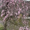 4月のまとめ　（2025-W14〜W17）