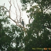 *Great Slaty Woodpecker ボウシゲラ（カリマンタンの鳥その3） 