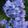 紫陽花の写真