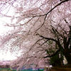 今日の一枚「桜」(2013.03.26)