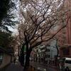 武蔵野の桜とわんこさん