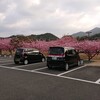 桜　桜　河津桜が満開