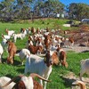 動物の命と仕事への感謝 ～モヤモヤしたこと、スッキリしたこと～