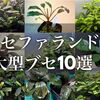 大きく育つブセファランドラ10選！美しい大型ブセの種類を紹介！