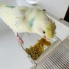 インコのペレット食への切り替え