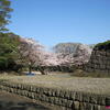 ２０１１年春・千葉城亥鼻公園の桜♪（千葉市中央区亥鼻）