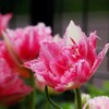 チューリップ
