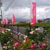 曽根城公園のハナショウブは早かったが神戸町ばら公園のバラは今週の方が見ごたえあった