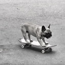 エクストリームスポーツのChill Dog