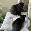 朝の黒猫ダブル