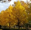 お花(植物)の写真（3－①）