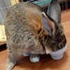 ブログ初心者の困惑。はてなブログのコメントについて思うこと💻🐇💦