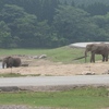  秋吉台自然動物公園（秋吉台サファリパーク）のアフリカゾウのアキ♀、ヨシ♀、ダイ♂、ミミ♀