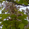 桐の花とプラタナスの木