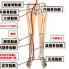   【基礎から学ぶ】下肢の動脈【解剖生理学】