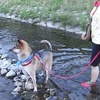 犬を川へ浸けにいく II