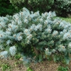 Picea pungens　コロラドトウヒ