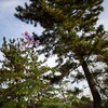 Dahlia imperialis