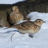 苦節２年弱…！！ようやく出会えた野鳥【ヒバリ】