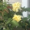 薔薇