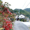 色づいてきました★難を転じる縁起物の南天（ナンテン）