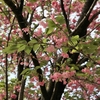 まんぼぅくん、隅田公園の八重桜　その8