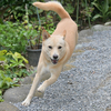 🐕Z 50(Nikonのミラーレス)動物AF、高速連写を試しました📸
