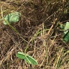 出勤前の農作業、今日は緑豆を植えました。昨年植えっぱなしになった、サトイモのケアの意味でもある。