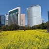 浜離宮恩賜公園の菜の花畑