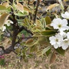 我が家の・・ナシの花・・咲き始めました😊