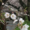 月並みですが、桜・・・