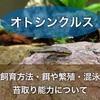 オトシンクルスの飼育方法！餌や繁殖・混泳・苔取り能力について