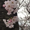 🌸今年のお花見🌸