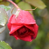 2015/04/13　雨の中、つるクリムゾングローリーが咲いていた！開花レース１等賞　＼(^O^)／