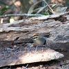 ルリヤイロチョウ Blue Pitta