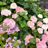 ピンクの紫陽花