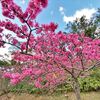 沖縄移住生活　～カンヒザクラ満開の八重岳へ～