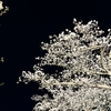 夜桜と高校生活の始まり