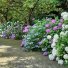 「やすらぎの里小川」の紫陽花風景・・