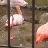 王子動物園に行きました