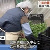 1年の健康を願う七草粥　春の七草が出荷最盛期