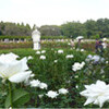 神代植物公園のばら園