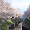 善福寺川の桜