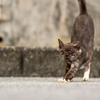 宮古諸島のねこさん